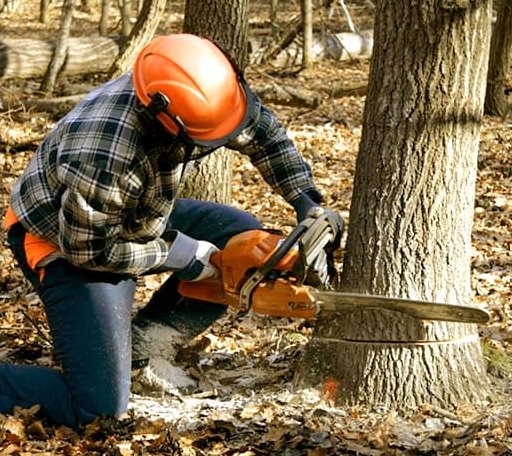 Tree Removal in Withams, VA
